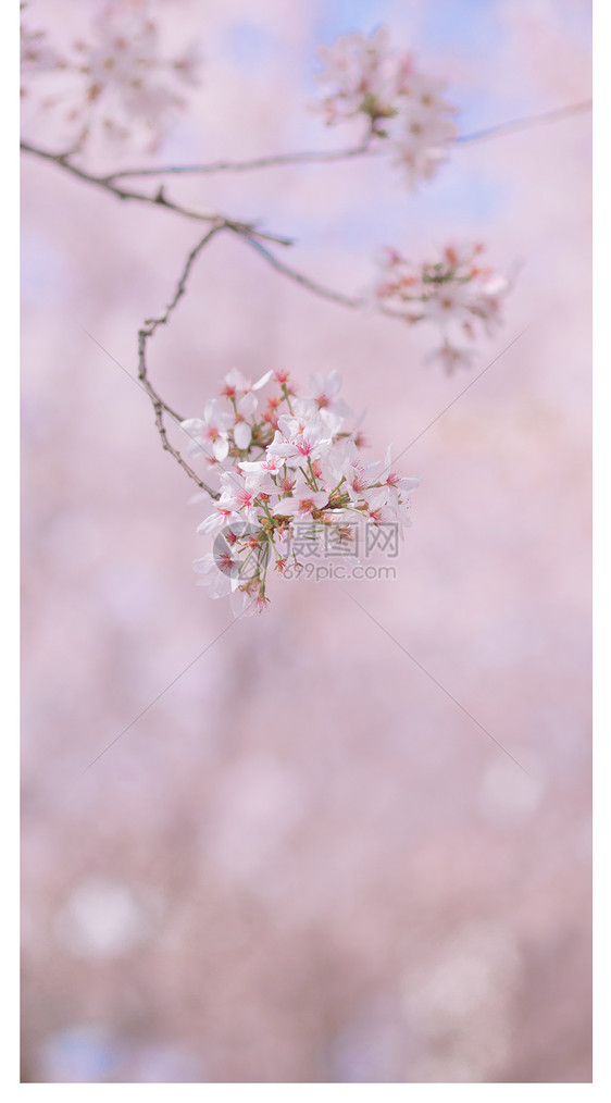 樱花手机壁纸图片