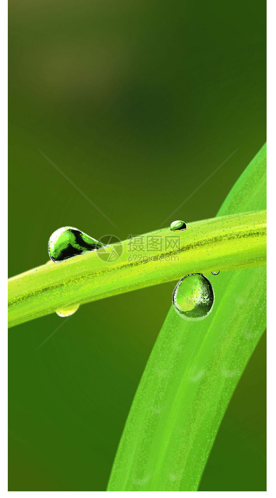 植物手机壁纸图片