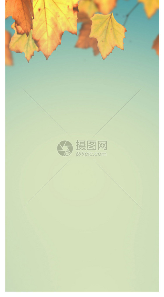 枫叶背景手机壁纸图片