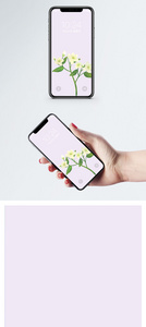 白色花手机壁纸图片