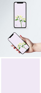 白色花手机壁纸图片