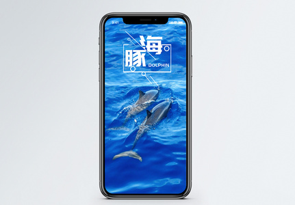 海豚手机海报配图图片