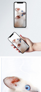 暹罗猫手机壁纸图片