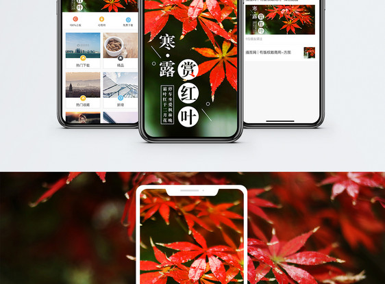 寒露手机海报配图图片