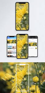 赏菊手机海报配图图片