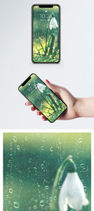 雨天植物手机壁纸图片
