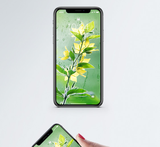 植物花卉手机壁纸图片