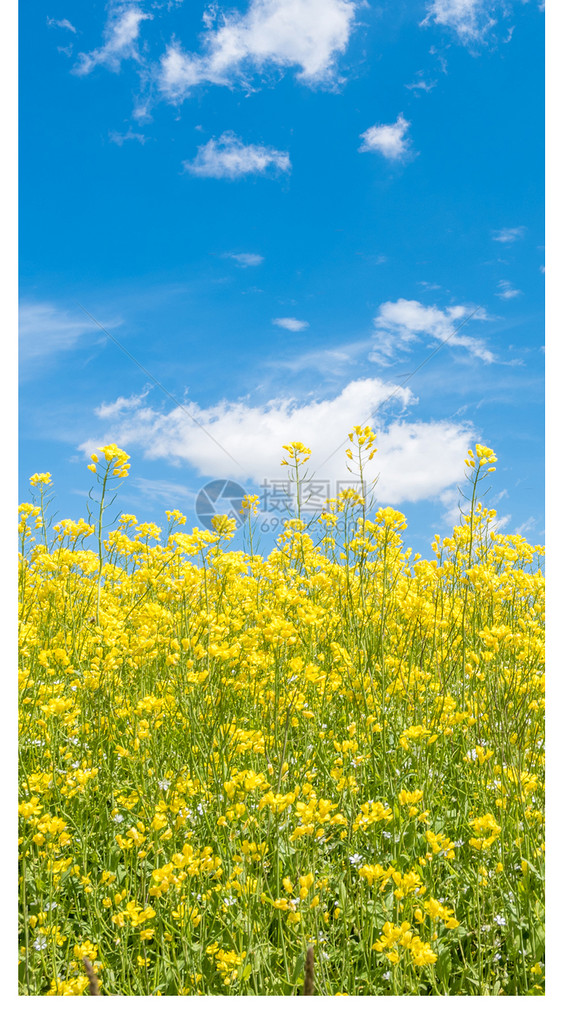 油菜花风景手机壁纸图片