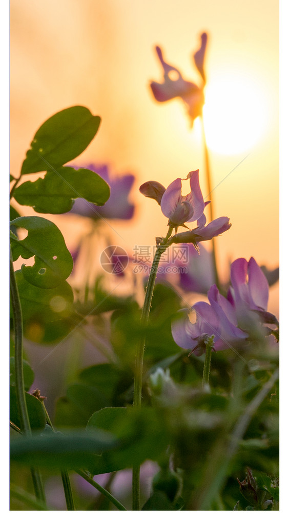 春景小花手机壁纸图片