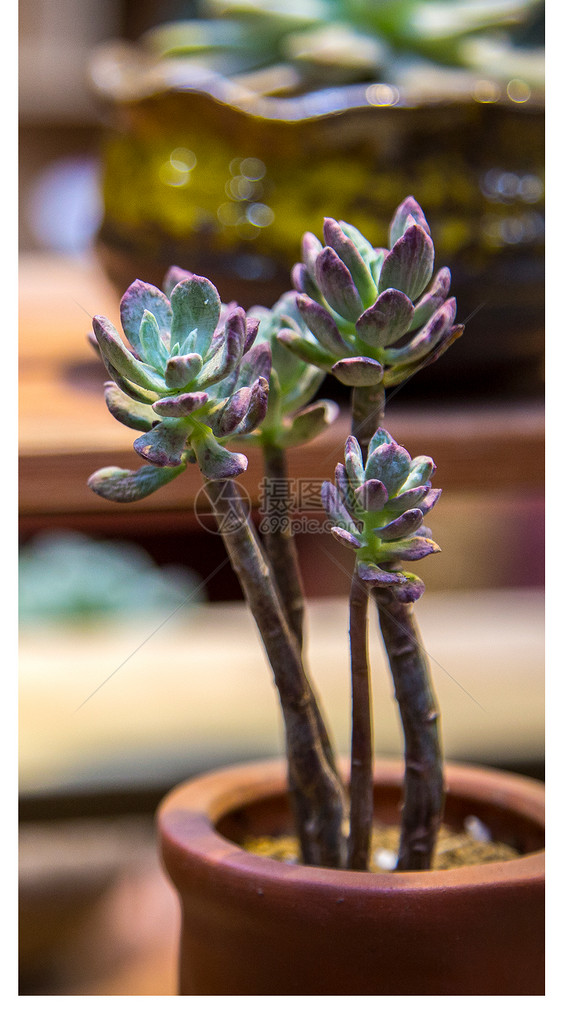 多肉绿植手机壁纸图片