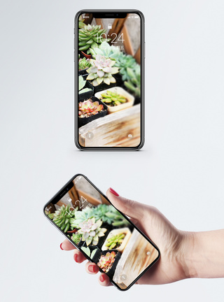 多肉绿植手机壁纸图片
