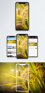 世界粮食日手机海报配图图片