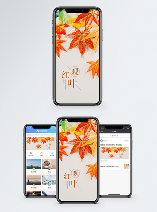 观红叶手机海报配图图片