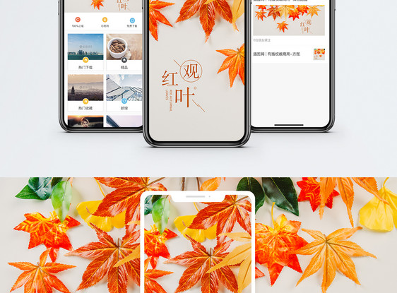 观红叶手机海报配图图片