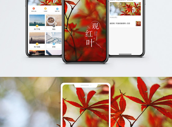观红叶手机海报配图图片