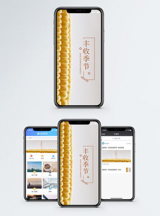 蜂窝玉米丰收手机海报配图模板