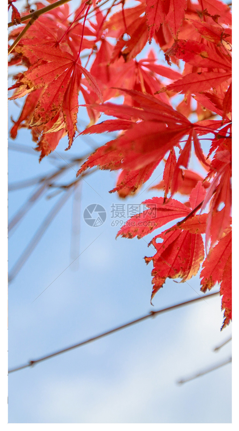 枫叶手机壁纸模板素材 正版图片 摄图网 枫叶手机壁纸模板素材 正版图片 摄图网