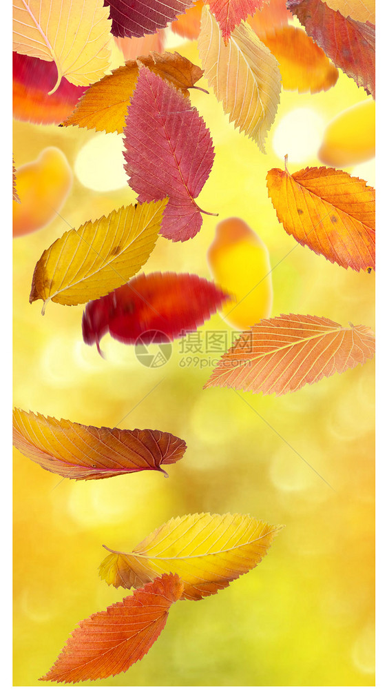 秋季背景手机壁纸图片