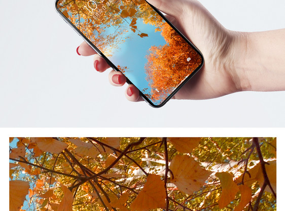 秋天枫叶手机壁纸图片