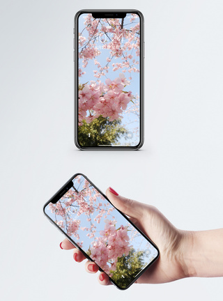 粉色樱花樱花手机壁纸模板
