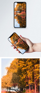 风景秋天手机壁纸图片
