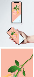 玫瑰手机壁纸图片