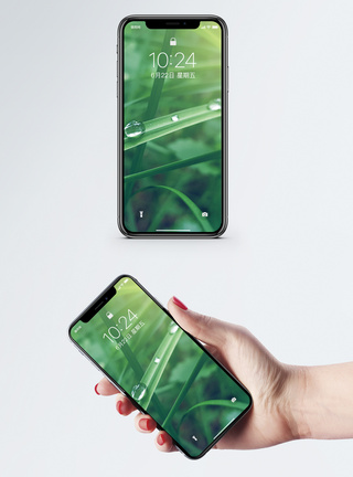 绿色植物手机壁纸图片