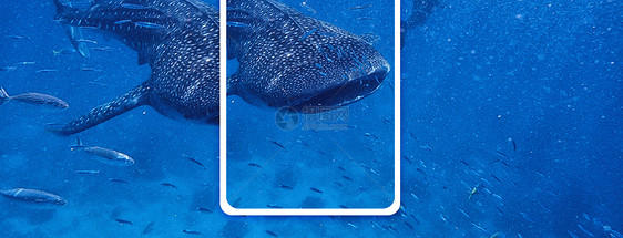 海洋世界手机海报配图图片