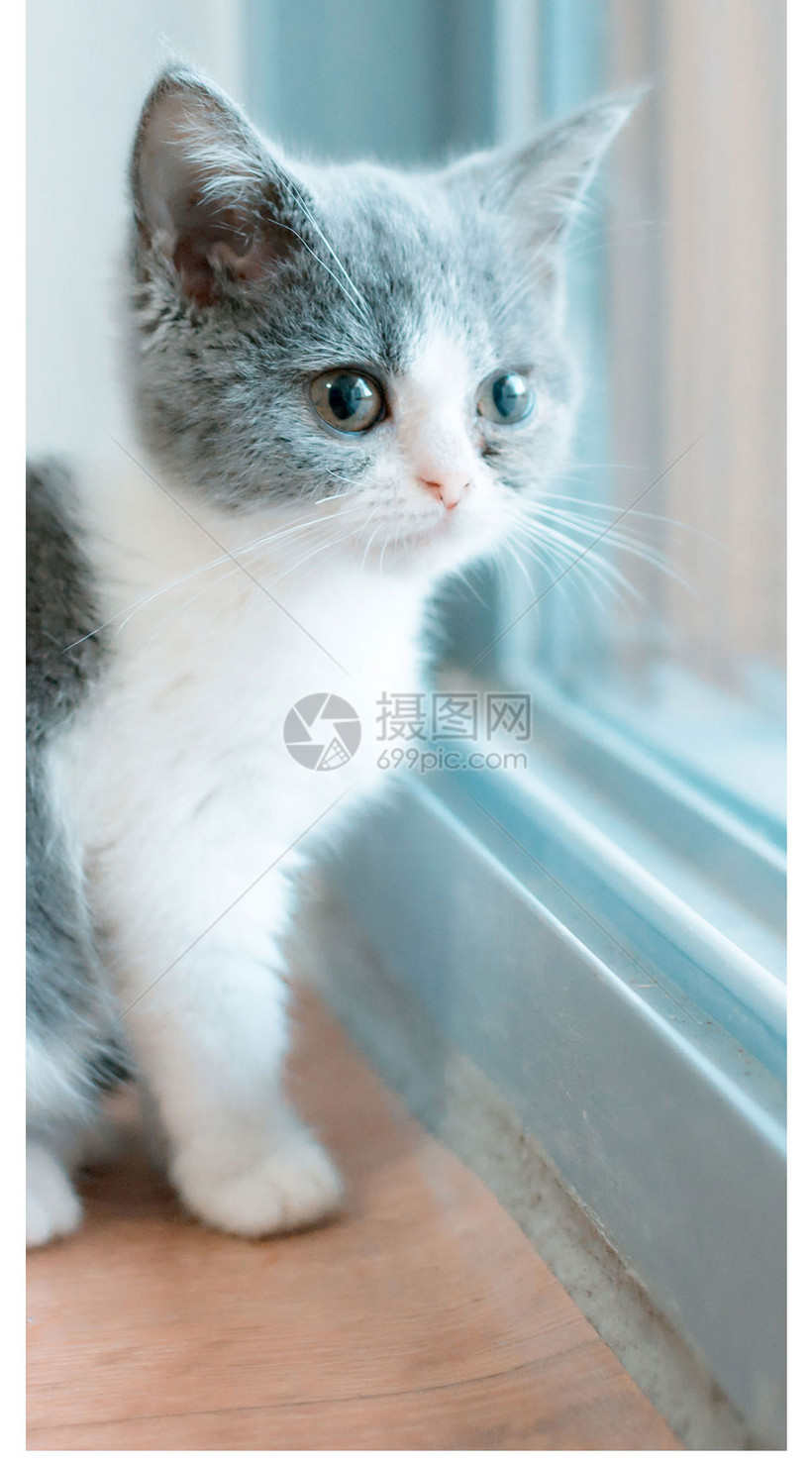 猫咪手机壁纸模板素材 正版图片 摄图网 猫咪手机壁纸模板素材 正版图片 摄图网