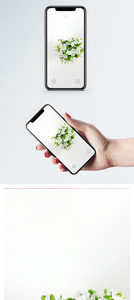 绿色小植物手机壁纸图片