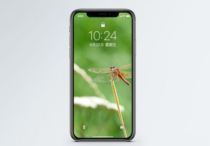 蜻蜓手机壁纸图片