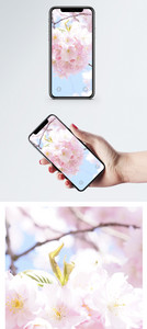 樱花盛开手机壁纸图片
