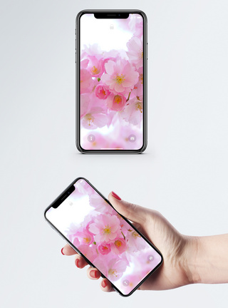 观赏樱花日本樱花手机壁纸模板