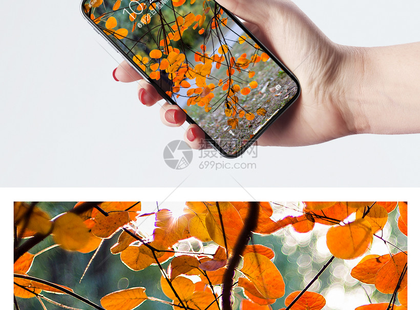 秋叶手机壁纸模板素材 正版图片 摄图网