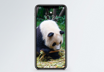大熊猫手机壁纸高清图片