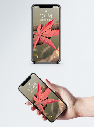 红色枫叶手机壁纸图片