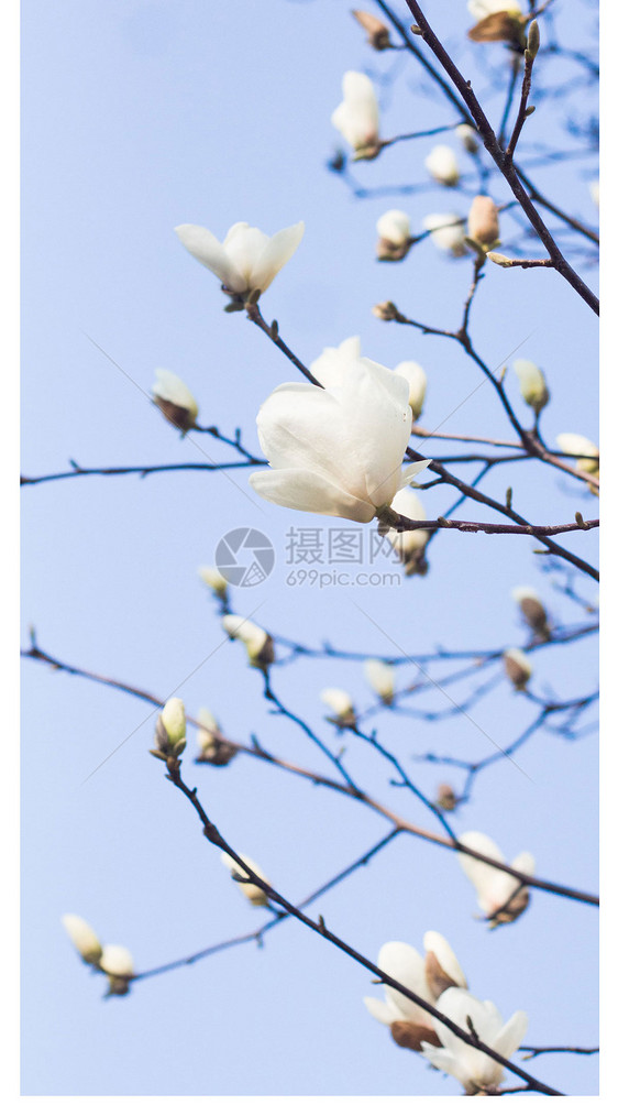 白色花卉手机壁纸图片