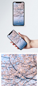 樱花风景手机壁纸图片