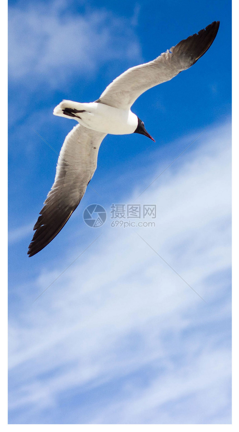 空飞翔的鸟手机壁纸模板素材 正版图片 摄图网 空飞翔的鸟手机壁纸模板素材 正版图片 摄图网
