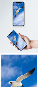 空飞翔的鸟手机壁纸图片