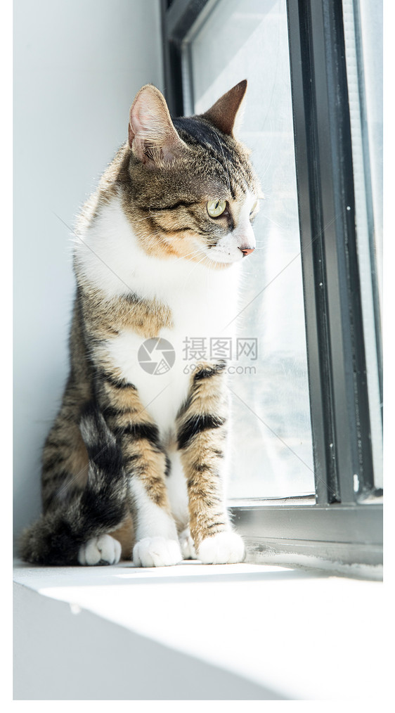 可爱的猫手机壁纸图片