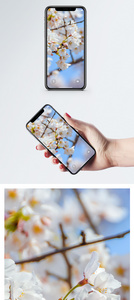 樱花手机壁纸图片