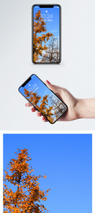 银杏手机壁纸图片