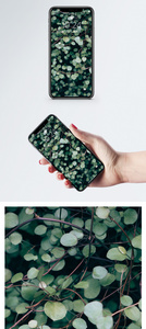 绿色圆叶子手机壁纸图片