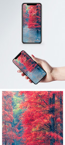 红树林手机壁纸图片