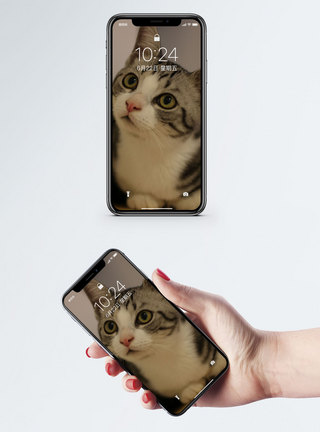 小猫手机壁纸图片