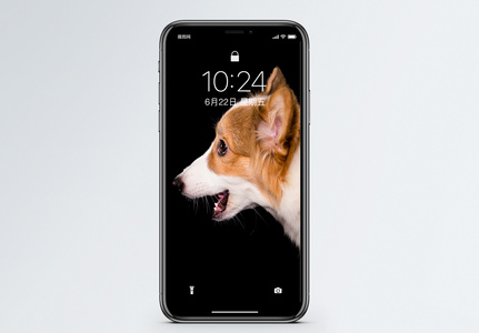 柯基犬手机壁纸高清图片