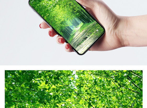 绿色树林手机壁纸图片