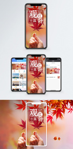 观红叶手机海报配图图片