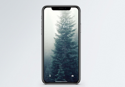 下雨天的森林手机壁纸高清图片